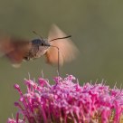 macroglossum stellatarum